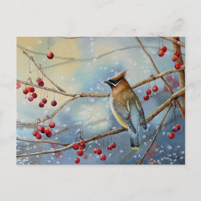 Winter Cedar Waxwing Bird & Berries Watercolor Art Postcard (Front)