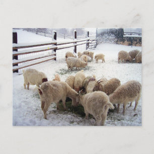 Winter Chow Time For Goats Postcard