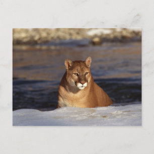 Winter Cougar Postcard