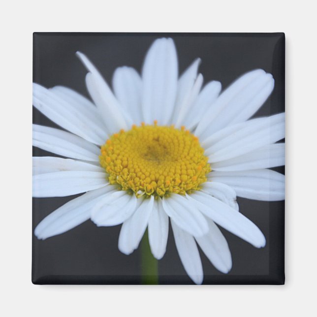 Winter Daisy Magnet (Front)