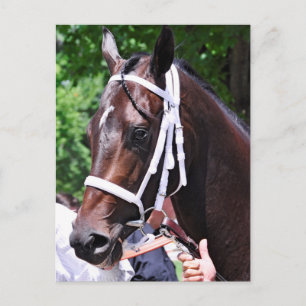 "Winter Dawn" wins her first start Postcard
