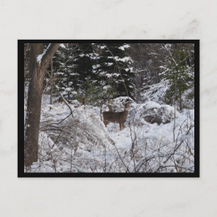 Winter Deer Postcard