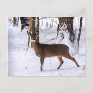 Winter Doe Postcard