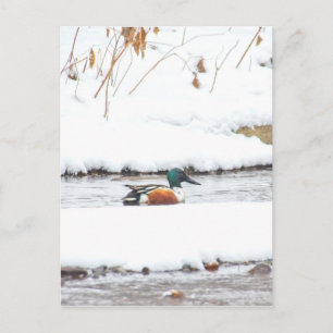 Winter Duck Postcard