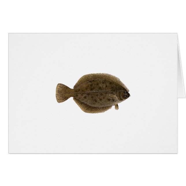 Winter Flounder - Blackback (Front Horizontal)