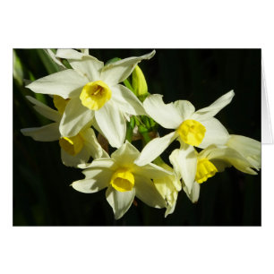 Winter Flowers