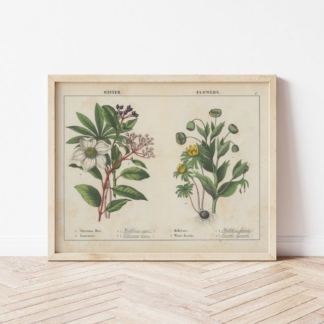 Winter Flowers | Charlotte Mary Yonge Poster (Creator Uploaded)