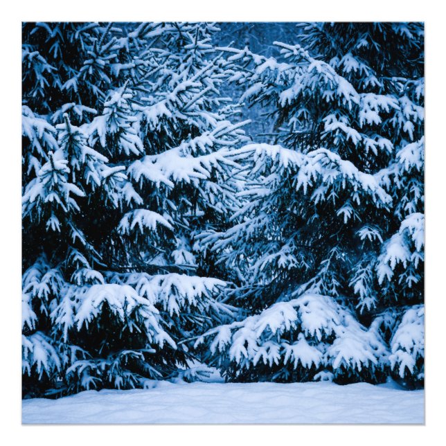 Winter Forest Christmas Tree Photo Print (Front)
