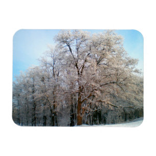 Winter forest December2012 Magnet