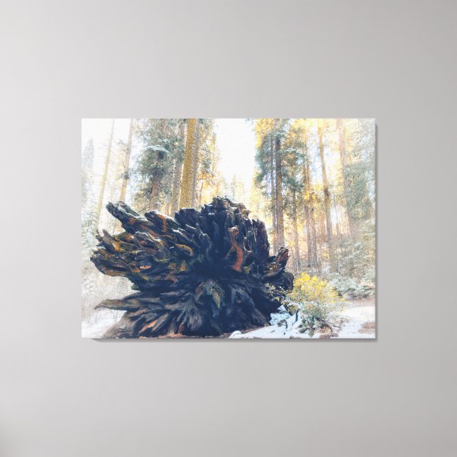 Winter Forest with Fallen Sequoia Tree Root Canvas Print (Front)