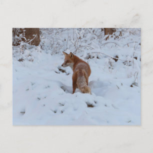 Winter Fox Postcard