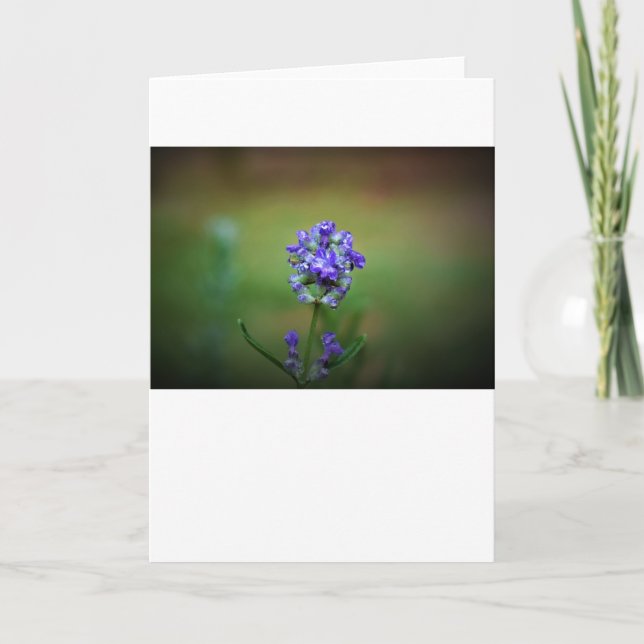 Winter Freeze, card (Front)