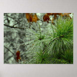 Winter Freeze, Poster