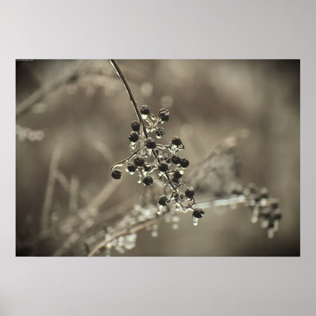 Winter Freeze, Poster (Front)