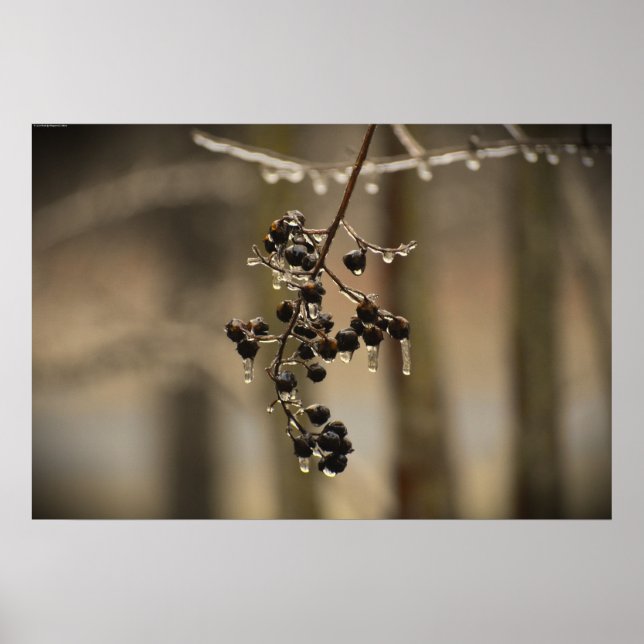 Winter Freeze, Poster (Front)