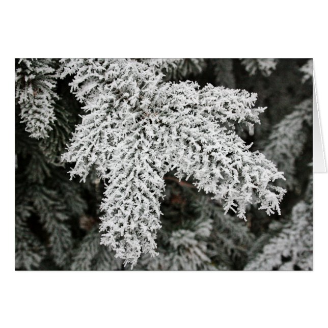 Winter Frost (Front Horizontal)