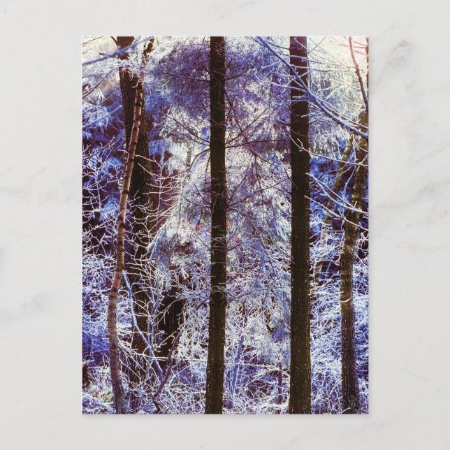 Winter Frosty Forest Morning Switzerland Postcard (Front)
