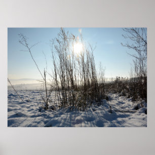 Winter grasses - poster