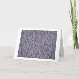 Winter Greetings Holiday Card