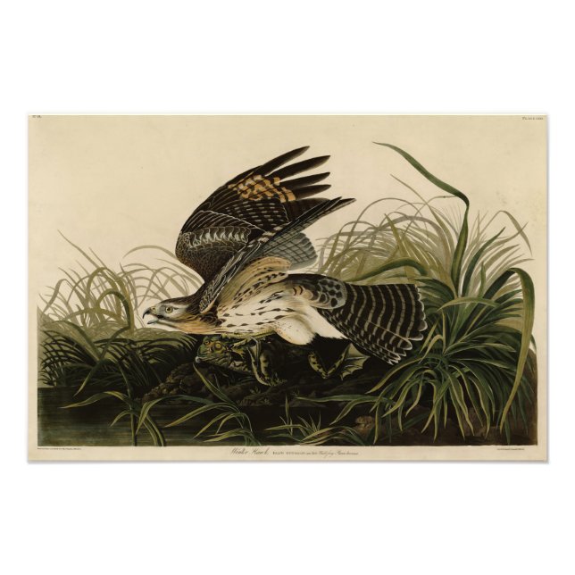 Winter Hawk, John James Audubon's Birds of America Photo Print (Front)