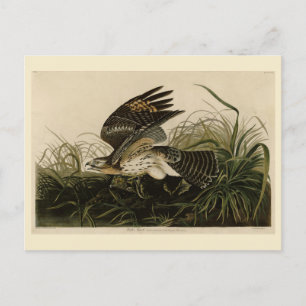 Winter Hawk, John James Audubon's Birds of America Postcard