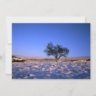 Winter Hawthorn Tree Holiday Card