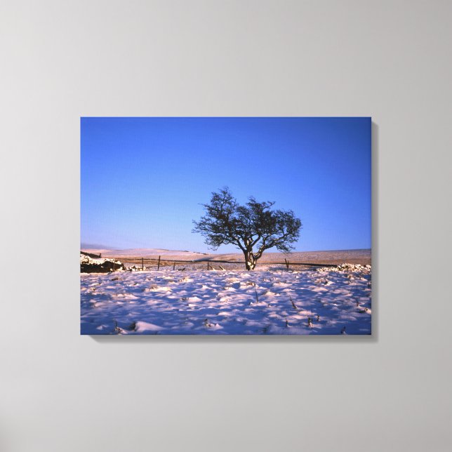 Winter Hawthorn Tree Holiday Card Canvas Print (Front)