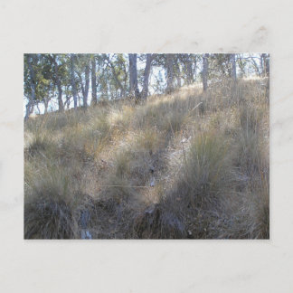 Winter hillside near Livermore, CA Postcard