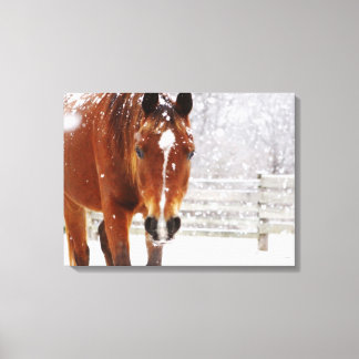 Winter Horse Christmas Canvas Print