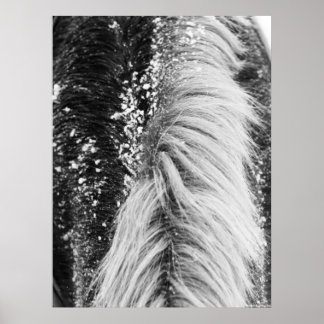 Winter Horse Mane with Snow Poster