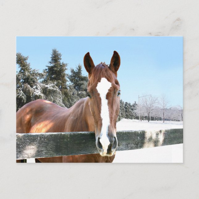 Winter horse postcard (Front)