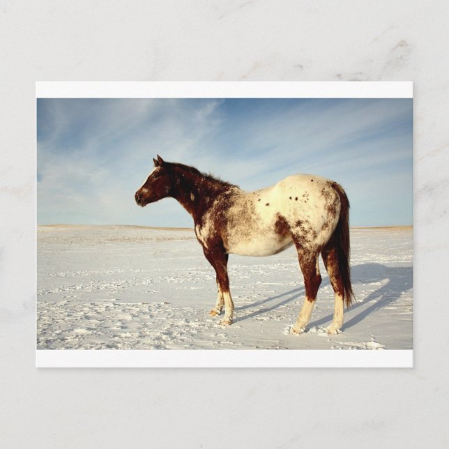 Winter Horse Postcard (Front)