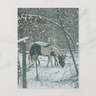 Winter Horses Postcard