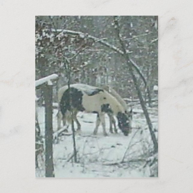 Winter Horses Postcard (Front)
