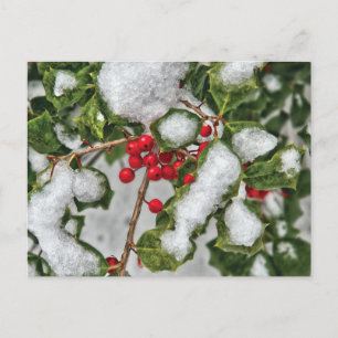 Winter - Ice coated Holly Postcard