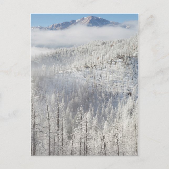 Winter in Pike National Forest Postcard (Front)