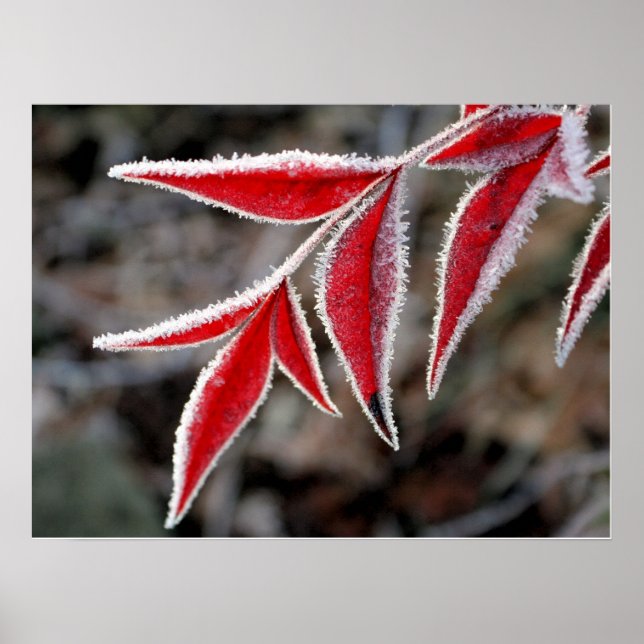 Winter is near poster (Front)