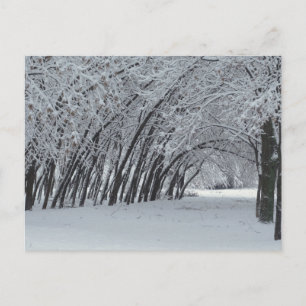 Winter Landscape Photo  Postcard