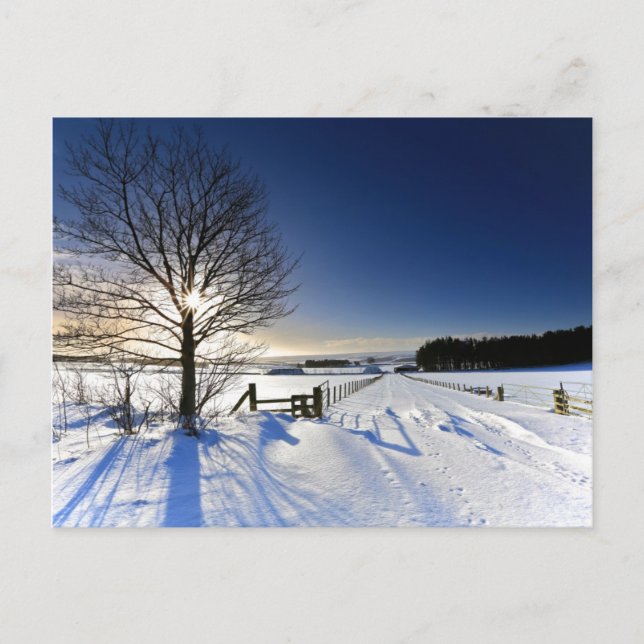 Winter Landscape Postcard (Front)