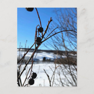 Winter landscape postcard