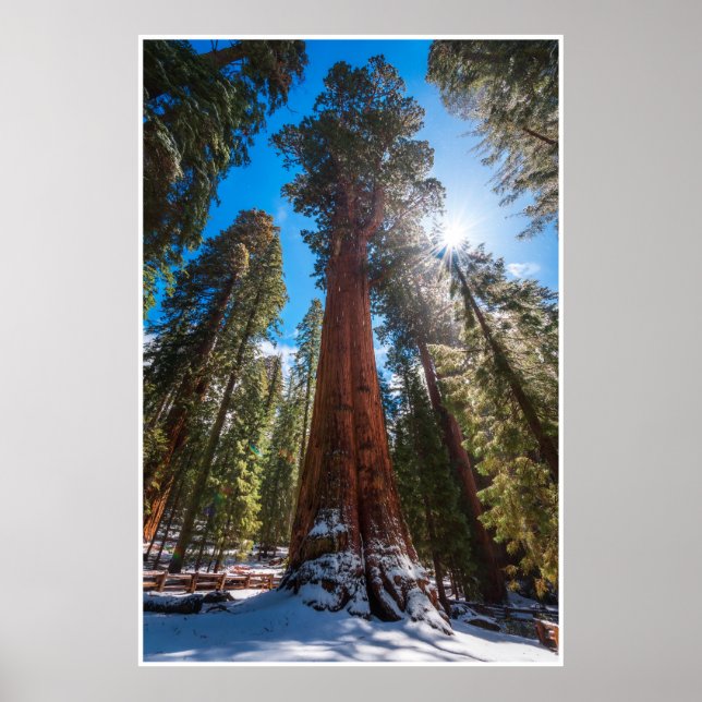 Winter Light Giant Sequoia General Sherman Print (Front)