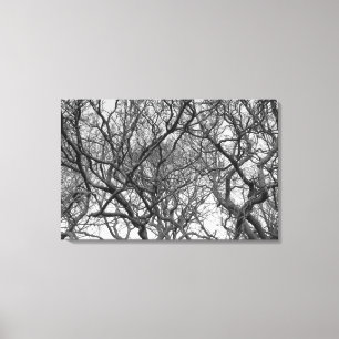 Winter Magnolia Branches in Early Spring B&W Canvas Print