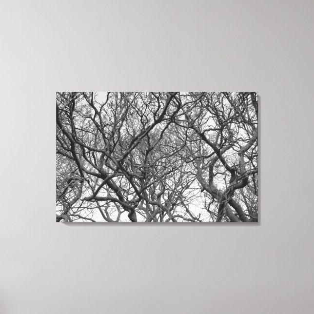 Winter Magnolia Branches in Early Spring B&W Canvas Print (Front)