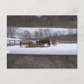 Winter meal Postcard