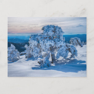 winter morning in field postcard