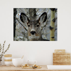 Winter Mule Deer Close-up Poster