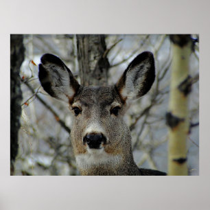 Winter Mule Deer Close-up Poster