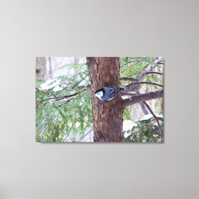 Winter-Nuthatch Stretched Canvas Print (Front)