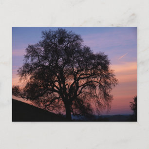 Winter Oak at Sunset Postcard