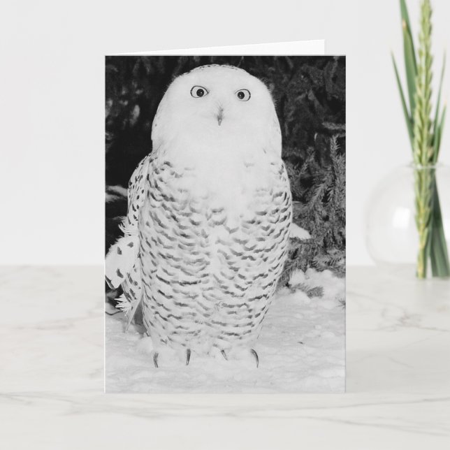 Winter Owl Holiday Card (Front)